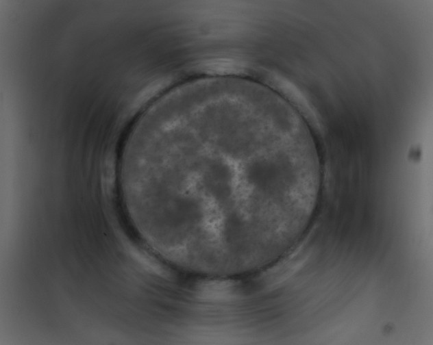 X0000101110202200807171944