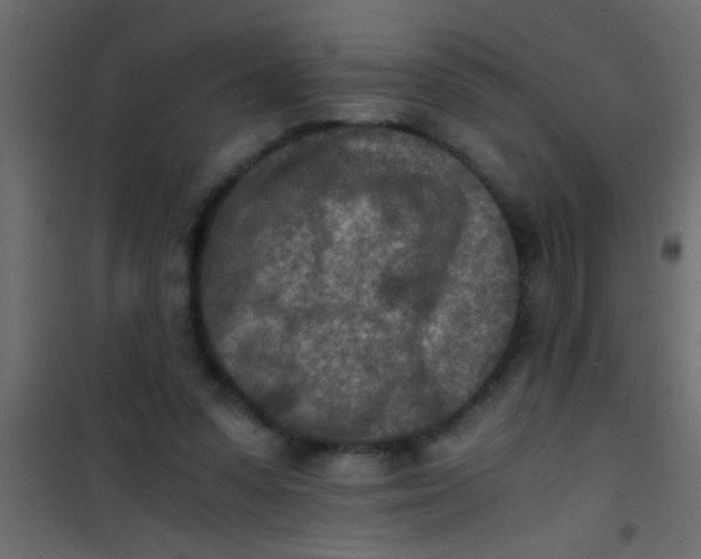 X0000101110303200807171942