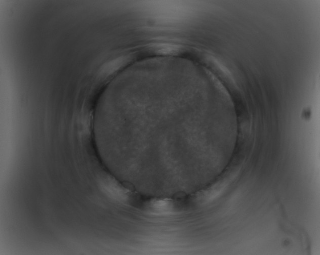 X0000101110325200807171942