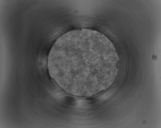 X0000101110336200807171942