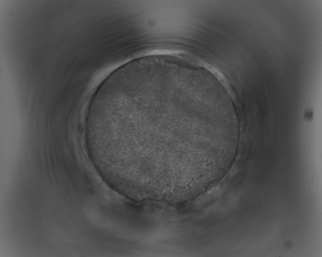 X0000101110337200807171941