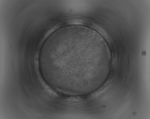 X0000101110386200807171941