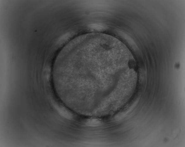 X0000101110451200807171940