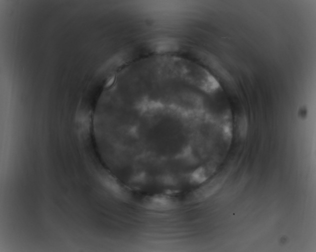 X0000101110475200807171940