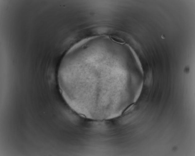 X0000101110524200807171939