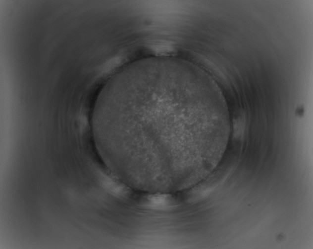X0000101110618200807171938