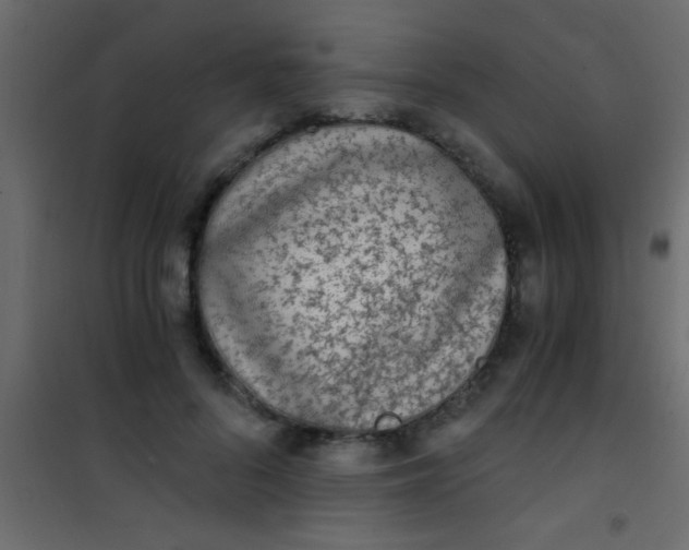 X0000101110696200807171937