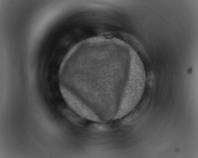 X0000101110763200807171936
