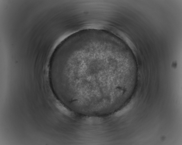 X0000101110779200807171935