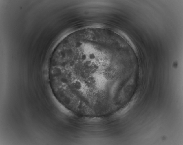 X0000101110851200807171935