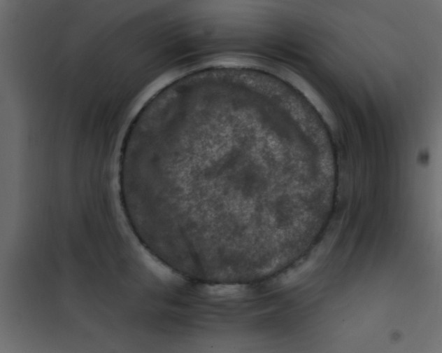 X0000101110853200807171935
