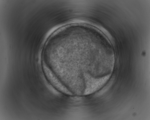 X0000101110862200807171935
