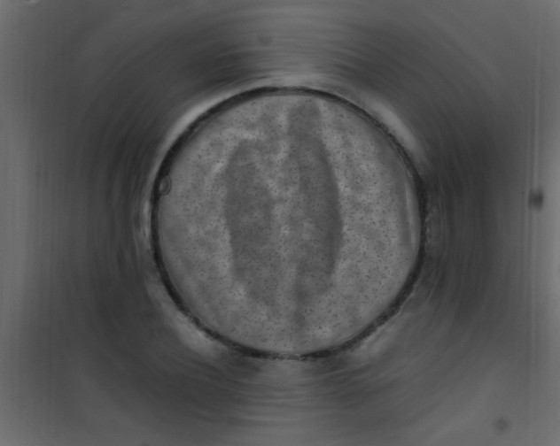 X0000101110932200807171933