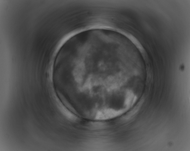 X0000101111246200807171929