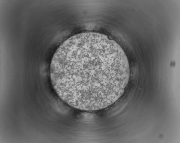 X0000101110272200807241142