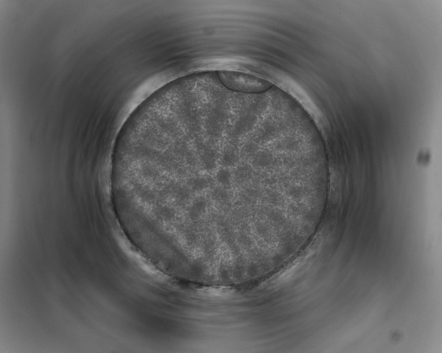 X0000101110994200807241131