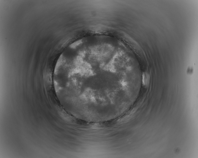 X0000101111155200807241129