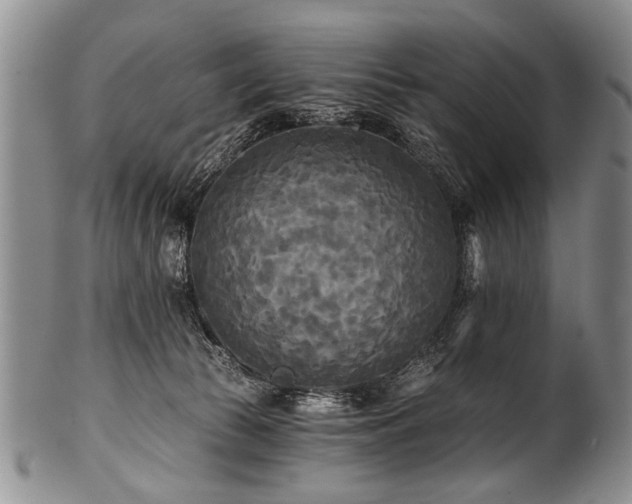 X0000101120177200806261445