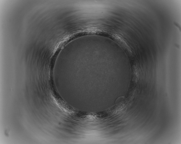 X0000101120496200806261440