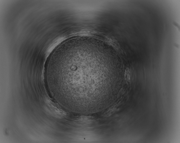 X0000101120292200807031810