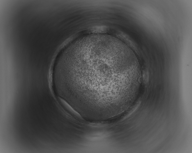 X0000101120725200807101542