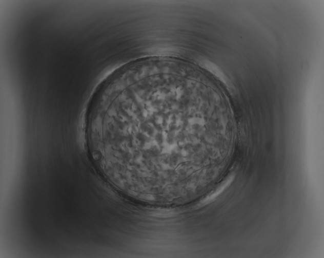 X0000101121071200807101538