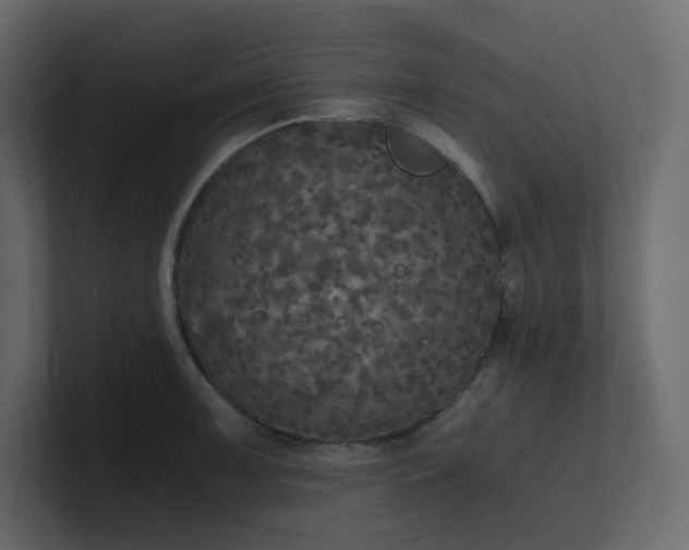 X0000101121091200807101537