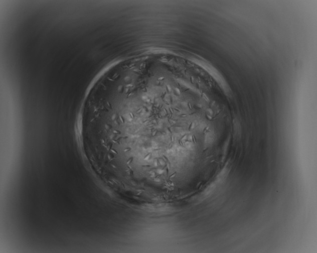 X0000101121198200807101536