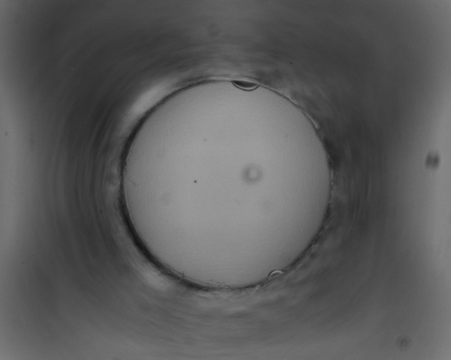 X0000101120005200807172011