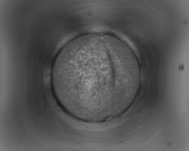 X0000101120010200807172011