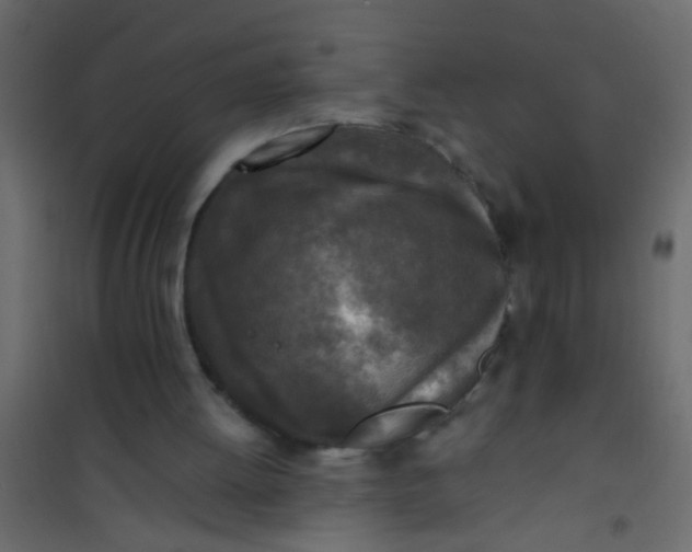 X0000101120052200807172009