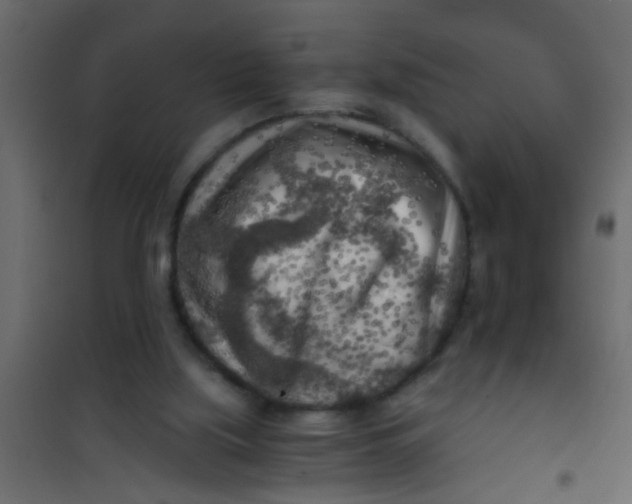 X0000101120059200807172009
