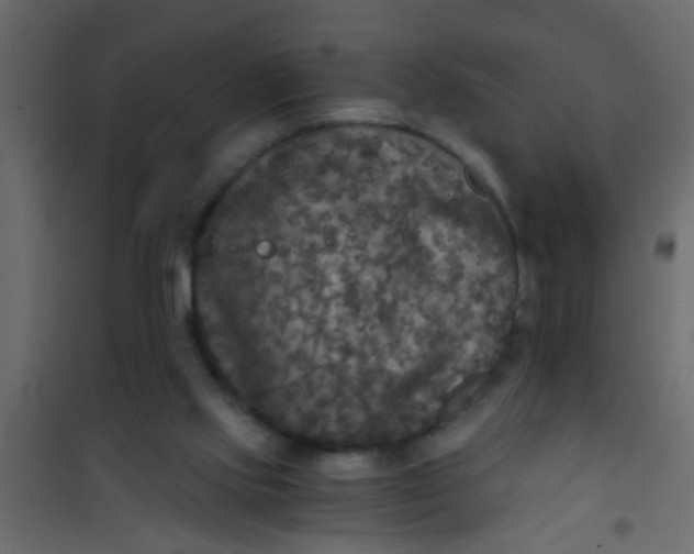 X0000101120061200807172009