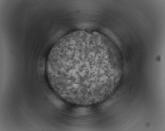 X0000101120065200807172010