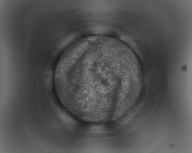 X0000101120066200807172010