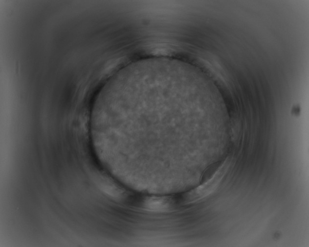 X0000101120175200807172008