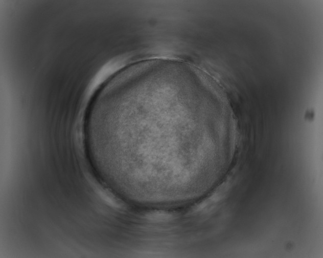 X0000101120198200807172008