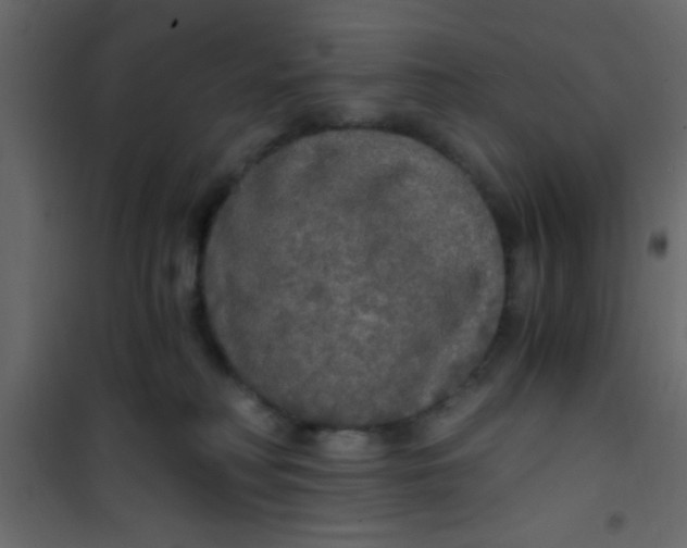 X0000101120230200807172007