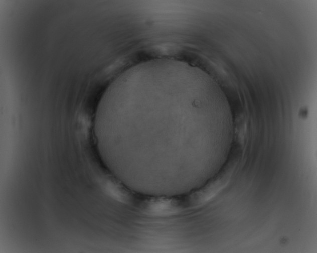 X0000101120235200807172007