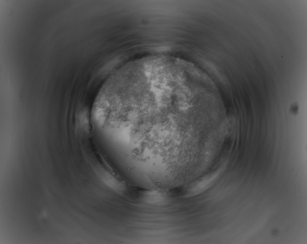 X0000101120238200807172007