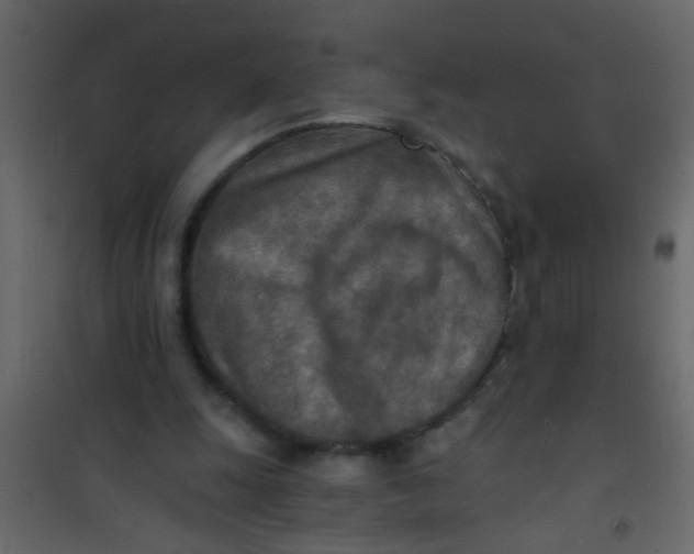 X0000101120247200807172007
