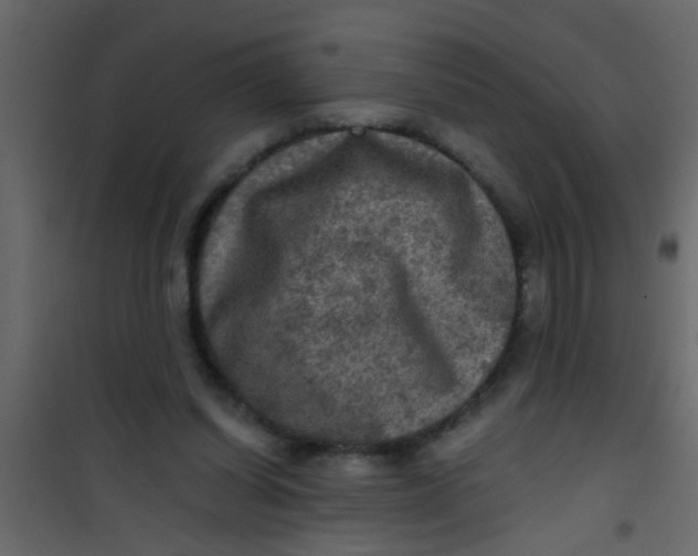 X0000101120254200807172007