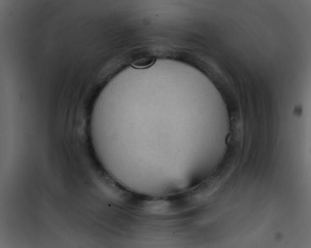 X0000101120266200807172007