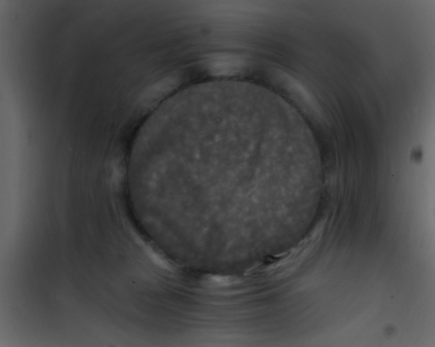 X0000101120277200807172007