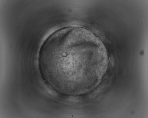 X0000101120292200807172007