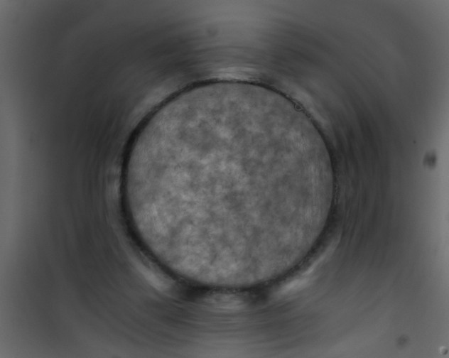 X0000101120299200807172006