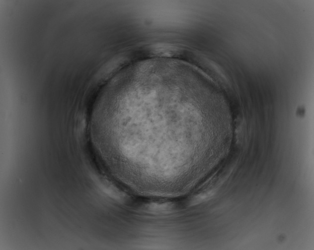X0000101120314200807172006