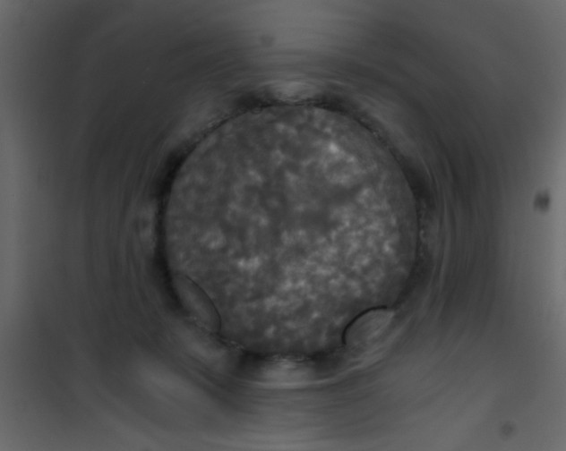 X0000101120319200807172006