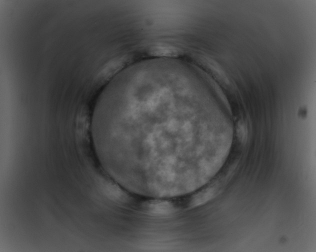 X0000101120322200807172006