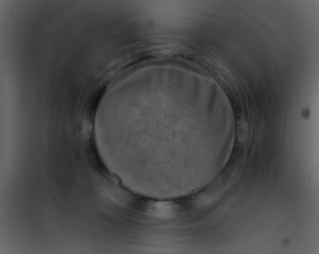 X0000101120324200807172006